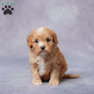 Arnie, Cavapoo Puppy